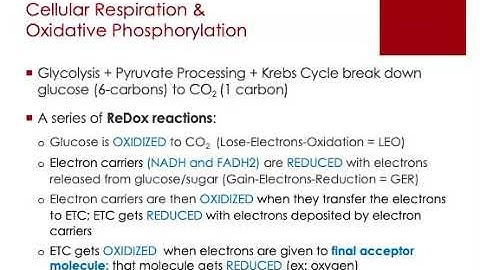 BIOL205R Microbial Metabolism Part 2 #3of4