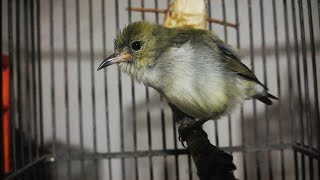 Pancingan Cit Kemade Betina Gacor full Nyecret