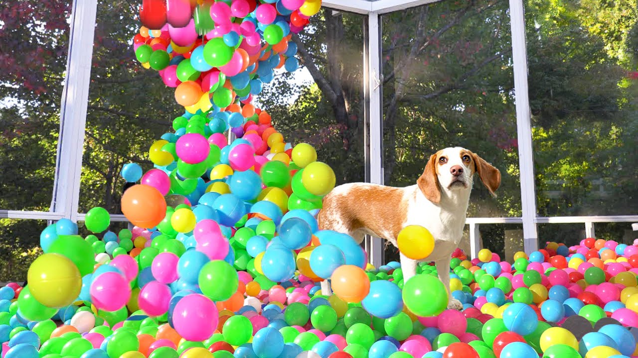 Owner Turns Porch Into Ball Pit for Puppy: Cute Puppy Dog Indie Gets MEGA Ball Pit Surprise w/Maymo