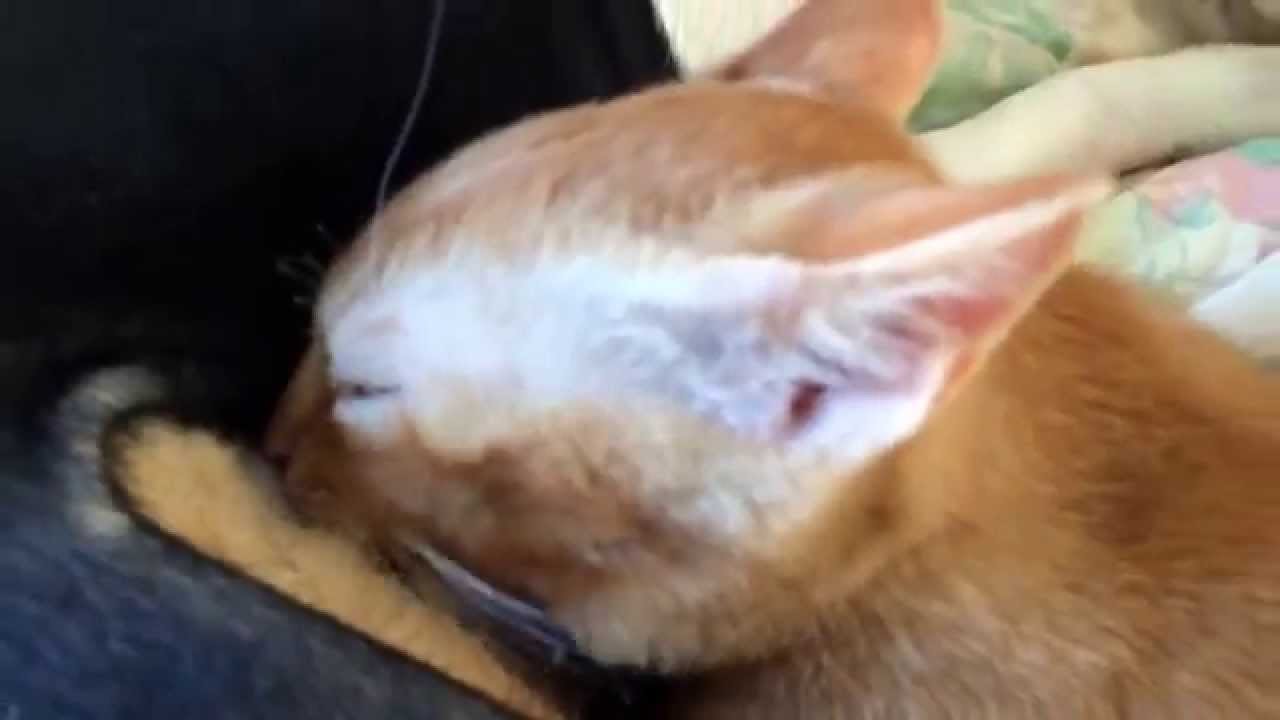 ビックリ！？飼い猫が飼い犬の乳を！！