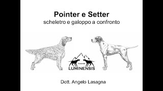 Setter e Pointer scheletro e galoppo a confronto.  Skeleton and gallop setter and pointer compared