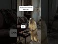 Wie es mir geht? #memes #satire #comedy
