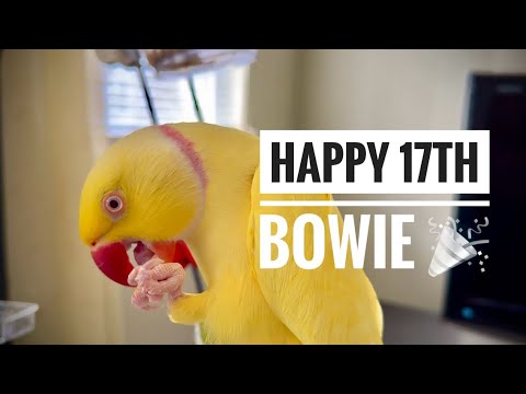 Happy 17th Birthday Bowie 🥳