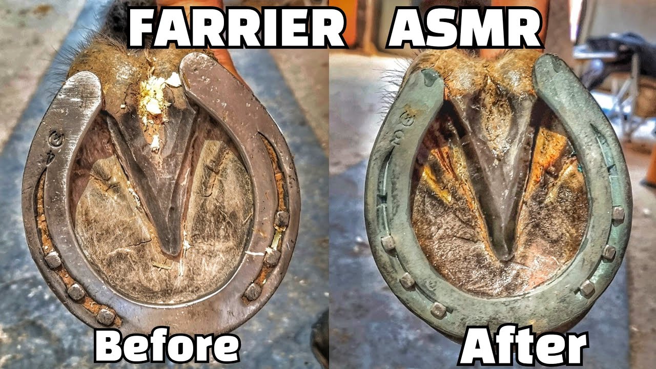 ASMR / Farrier Horse Hoof Horseshoeing Restoration Oddly Satisfying
