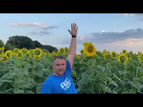 Соняшник НСХ 8005