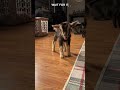 Goats Doing Hilarious Things You Can’t Miss!