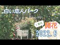 白い恋人パークローズガーデン【バラ1番花　開花】　2022年6月16日撮影