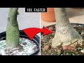 DO JUST 3 Things To Make Adenium CAUDEX BIGGER 10X FAST