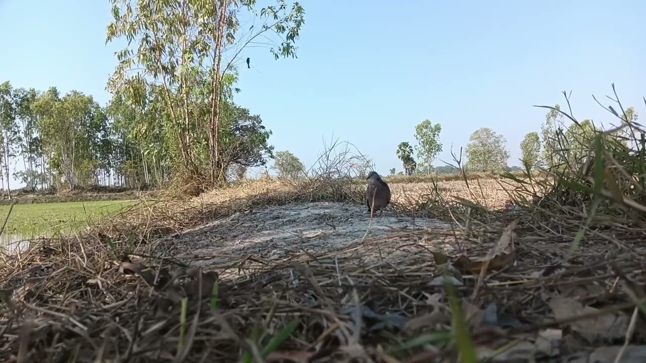 ตามตัวนกคูอ่าง เจ้าขุมทรัพย์ ไม่ทำให้ผิดหวังครับ