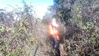 Caccia Al Cinghiale In Calabria, Deutscher Jagdterrier A Fermo.