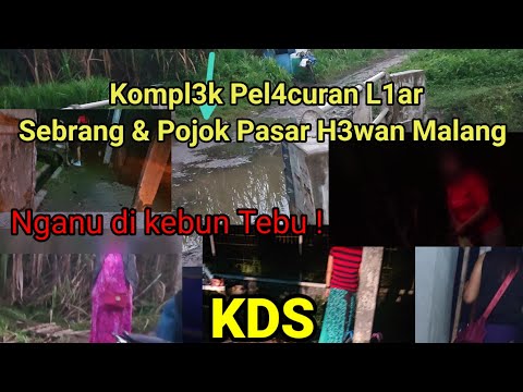 Cek Lokalisas1 L14r  Kandangan Lor1 Malang.