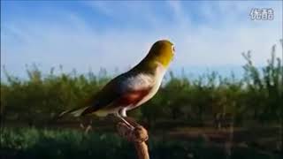 Download Lagu Burung Pleci (zoosterops) Suara Tanpa Jeda Di Alam Liar MP3