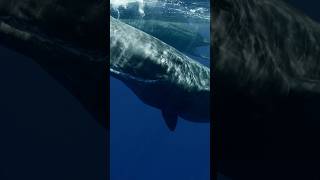 Sperm Whales - Cooler Than The Other Side Of The Pillow #freediving #spermwhale