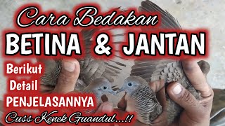 PEMULA WAJIB TAU.! INI PERBEDAAN PERKUTUT JANTAN DAN BETINA PALING AKURAT, BERIKUT CIRI CIRINYA