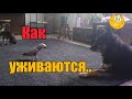 Кудрявое мытьё головы//Пересаживаю растюхи//Шампиньоны на газоне