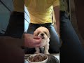 腹ペコ野郎のパラダイス　#dog #シーズー #名犬おすし号 #名犬定食