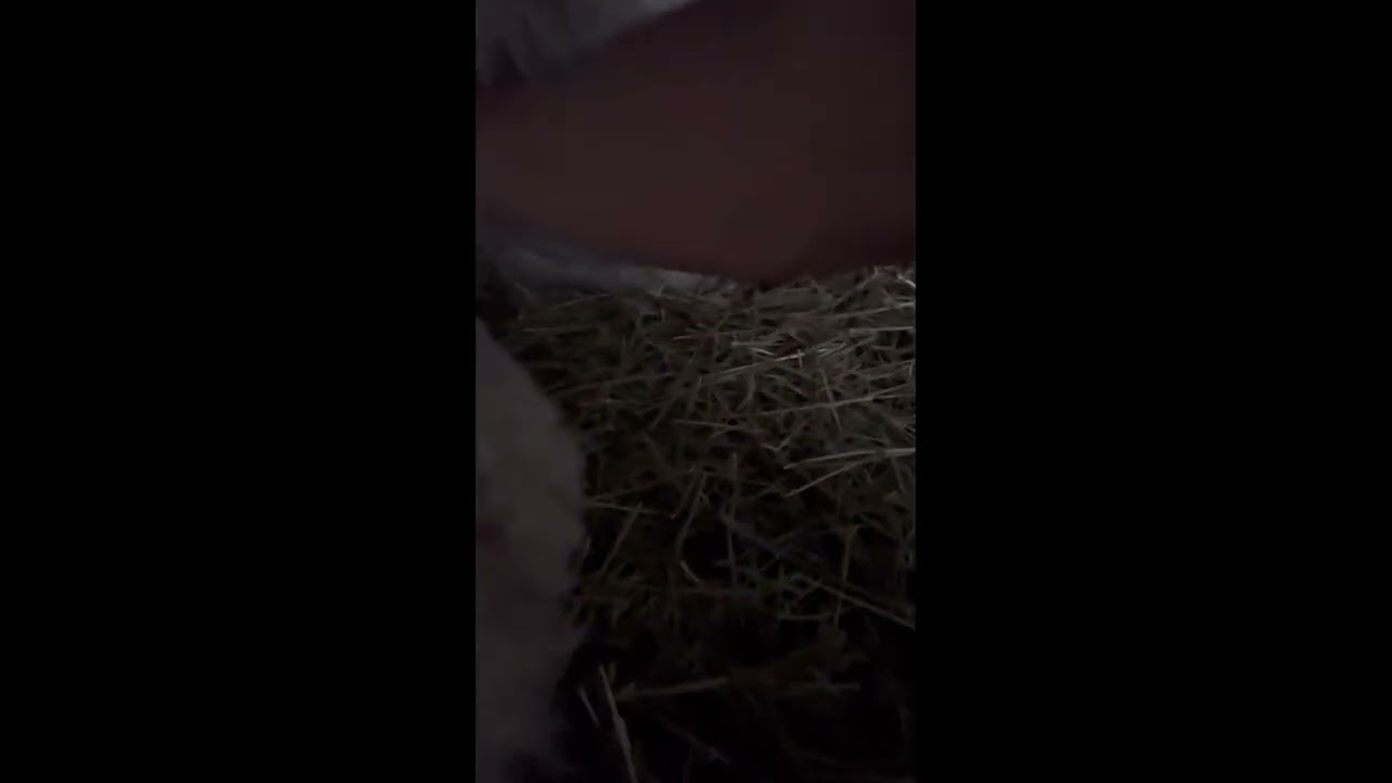 Baby Alpaca, falling asleep for the first time