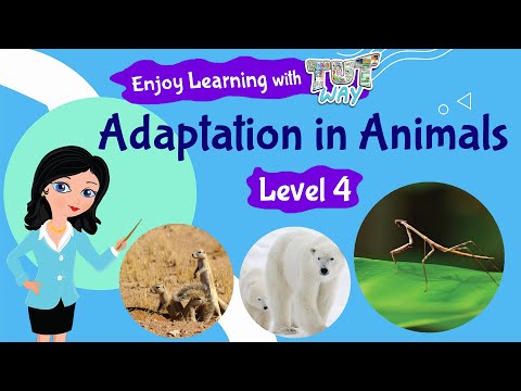 Animal Adaptations For Kids, Science, Grade 3 & 4