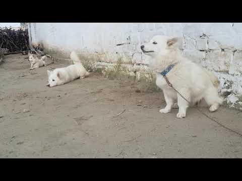 Beautiful and friendly Russian dogs