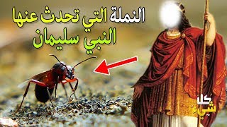 ما الذي حدث حقا بين النبي سليمان والنملة؟ معجزة اكتشفها الغرب ووصفها القرآن بدقة مذهلة منذ ١٤٤٠ عام