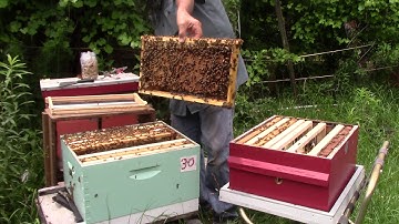 Checker Boarding a for gotten hive & More