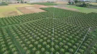 Video2 Đất Ở Xã Thuận Minh Hàm Thuận Bắc