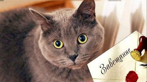- Прошу, НЕ ВЫГОНЯЙ Васеньку, КОТ тоже часть НАСЛЕДСТВА! – написала бабушка