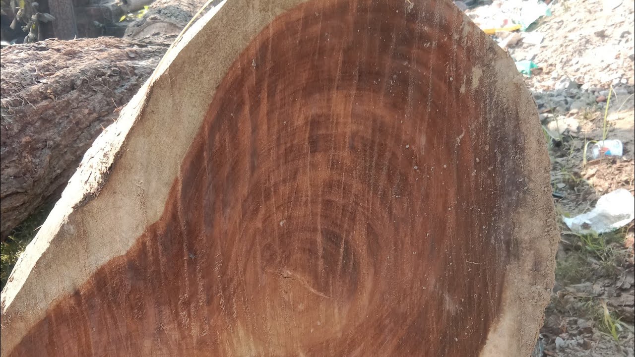 segun wood 🪵 saw mill in kolkata. 9907085807 YouTube