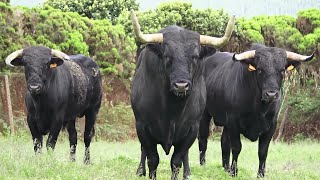 JG Best Bulls - Os Touros Sanjoaninas 2023 - Ilha Terceira - Açores