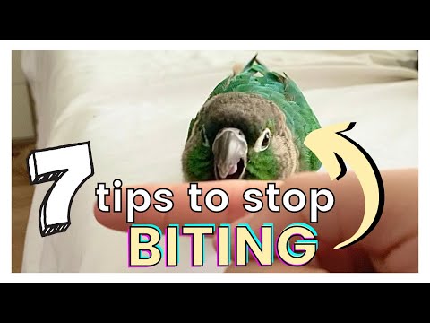 7 TIPS ON HOW TO STOP YOUR BIRD FROM BITING | Why Your Bird Bites You and How to Avoid Getting Bit