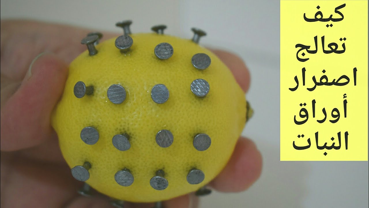 اسهل طريقة لعمل سماد حديد طبيعي homemade iron fertilizer YouTube