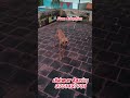 சிப்பிபாறை Cross dog வந்திருக்கு🐶🐶 #kanyakumaridoglover #care #rescue #adoption #pets Colachel