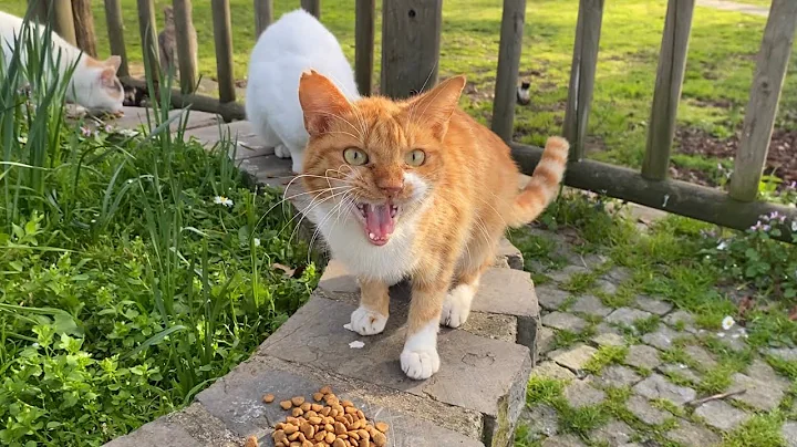 Video 4203271: cat meowing angry, cat food meow, cute cat, funny cat, kitten funny, cat living, baby cats, kitty