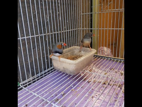 3andi Jouja D Zèbra 3tatt Wlidatt Fe9so 4 Mazaline 2 Choufo M3aya 