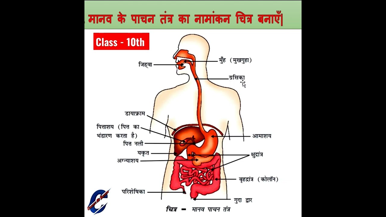 पाचन तंत्र के प्रमुख अंगों के नाम | Manav Pachan Tantra ke Bhago ke Naam »  Hindi Read Duniya | Digestive system, Tantra, Digestive system organs