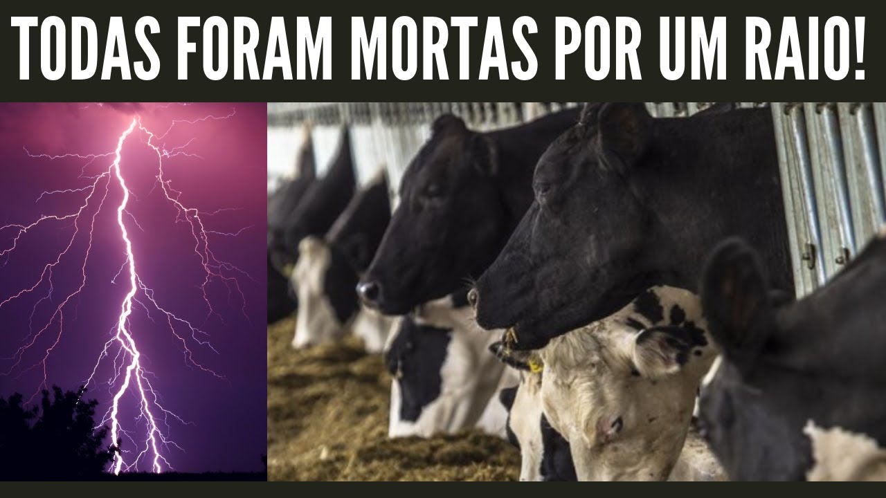 O Perigo Dos Raios No Meio Rural Aprenda A Se Prevenir YouTube