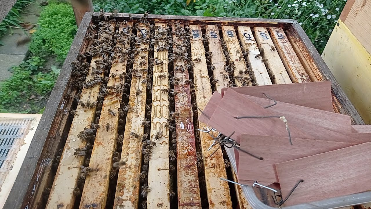 Gabon Flum 4 mg proužky do včelích úlů dávám i v Brně.