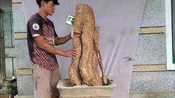 rễ cóc chua(X) to quái ghép cóc thái trái rất đẹp lh 0795050333