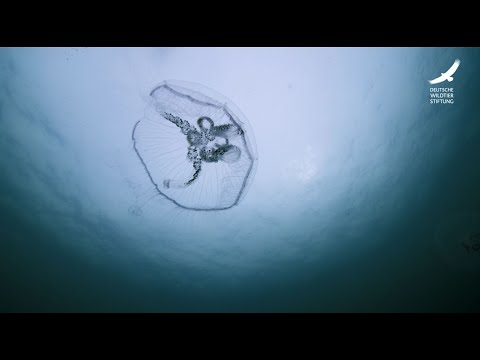 Video: Bei Nesseltieren eine zentrale gastrovaskuläre Höhle?