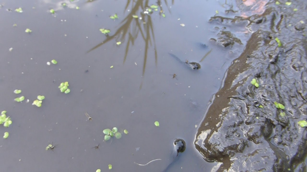 Common frog - Tadpoles - Rana temporaria - Halakörtur - Erkifroskar - Froskdýr - Körtur