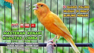 Kenari GACOR NGEREK‼️ Masteran Kenari PAUD dan Pancingan Kenari MACET BUNYI dan Betina NGIWIR - 62