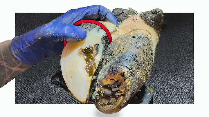 BREAKING the RULES with this DRIBBLING cow's foot