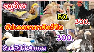 อัปเดตราคาไก่แจ้ ไก่ดำ ไก่ฟ้า เป็ด ห่าน นกยูง ฯลฯ จตุจักร ร้านพี่กุ้ง จุดส่งได้ทั่วประเทศ