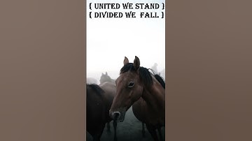 #unity #is #the #best #policy