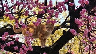 1년 전 나무에서 떨어져 허벅지가 부러진 그 고양이는 지금..! by 영희네별장 894 views 1 year ago 7 minutes, 25 seconds