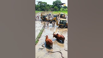 "Shocking! Hundreds of Snakes Rescued from Flooded Farm by JCB | Rare Real-Life Footage#flood #snake
