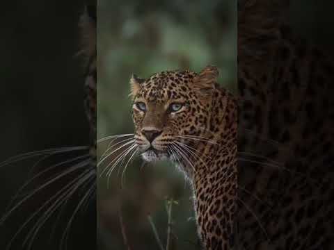 Sri lankan leopard