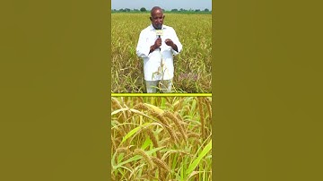 BP, Sugar తగ్గించే పంట.. ఒక వర్షం చాలు #millets #farming #agriculture