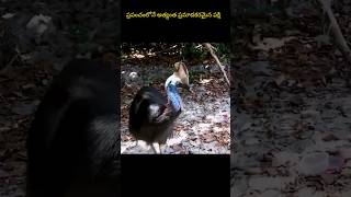 Cassowary - The Most Dangerous Bird In The World