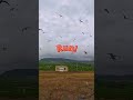 Never Go Near Tern Chicks in Iceland